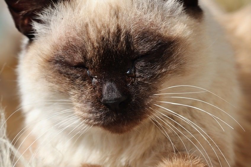 chore zaropiałe oczy u kota-min.jpg