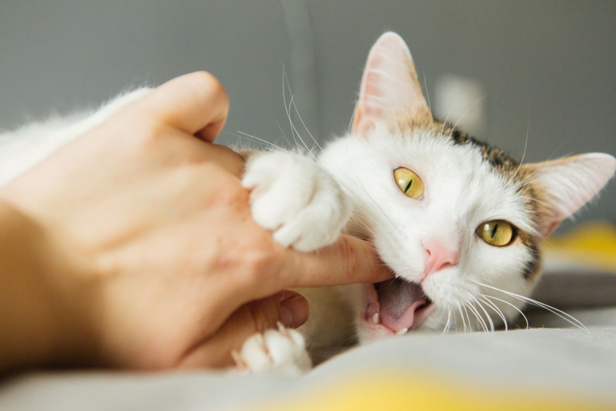 choroba kociego pazura