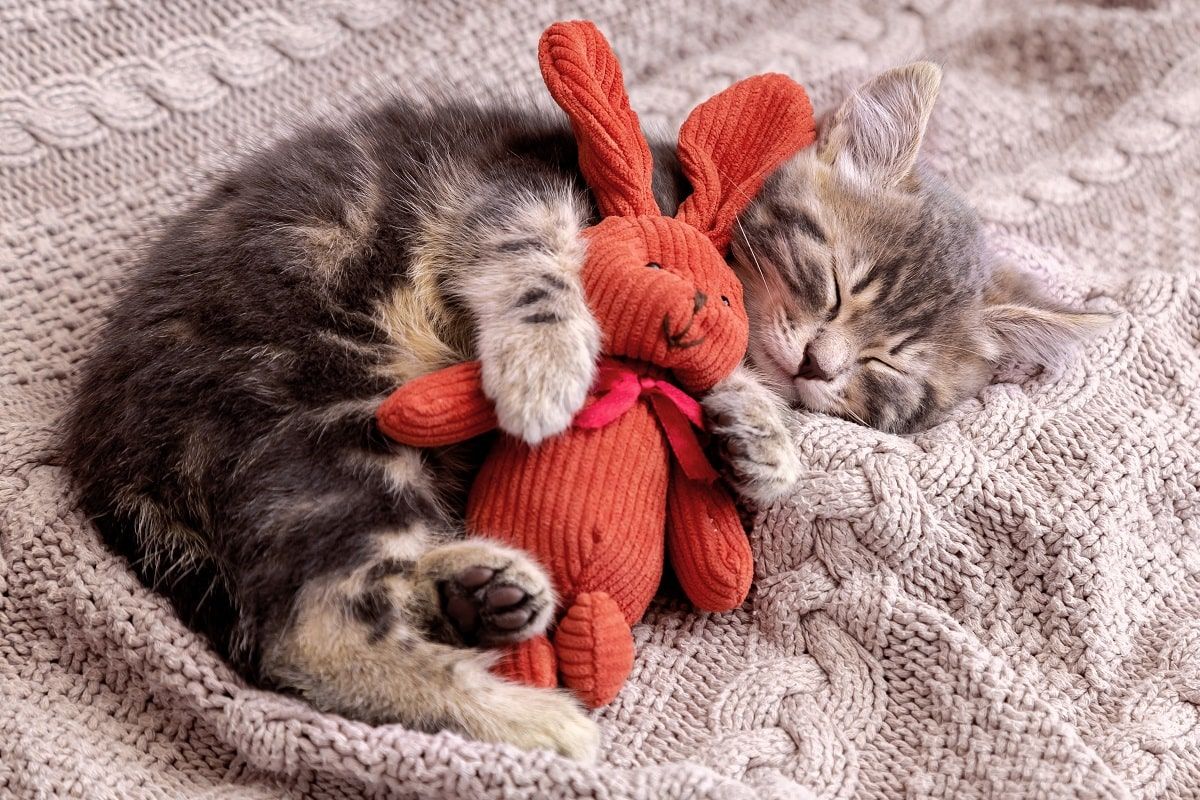 choroba sieroca u kota