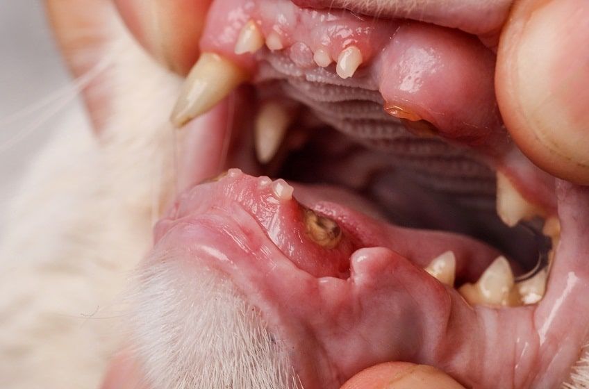 choroby dziąseł kot-min.jpg