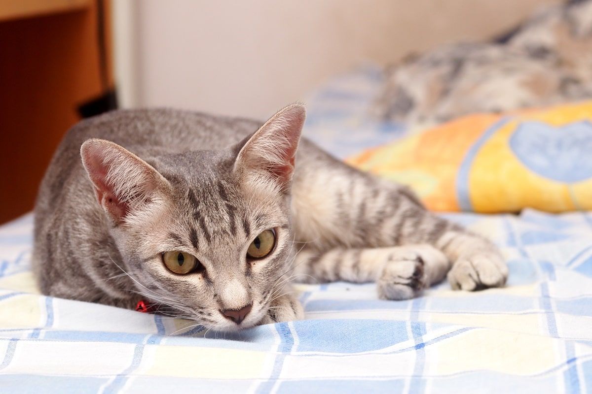 choroby nerek u kotów