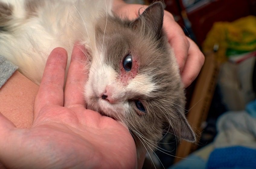 choroby oczu u kotów