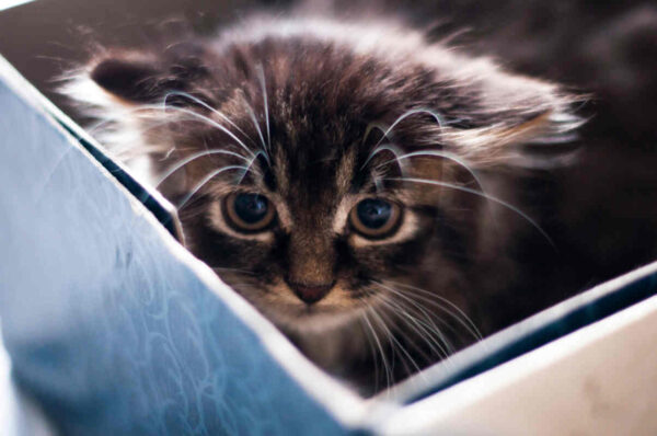 choroby psychiczne kotów