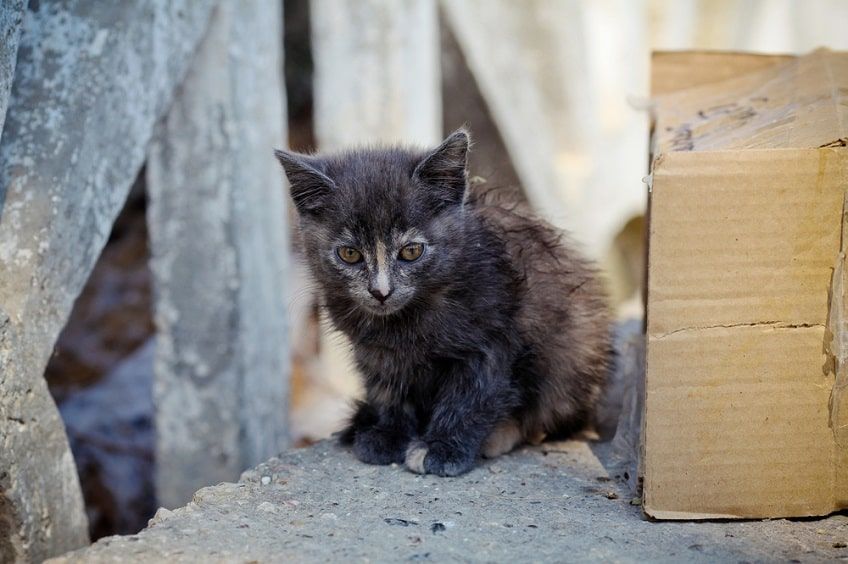 choroby tarczycy u kota-min.jpg