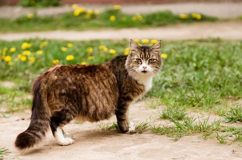 ciężarna kotka-min.jpg