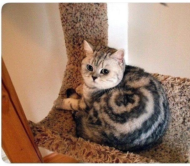 cinnamon cat