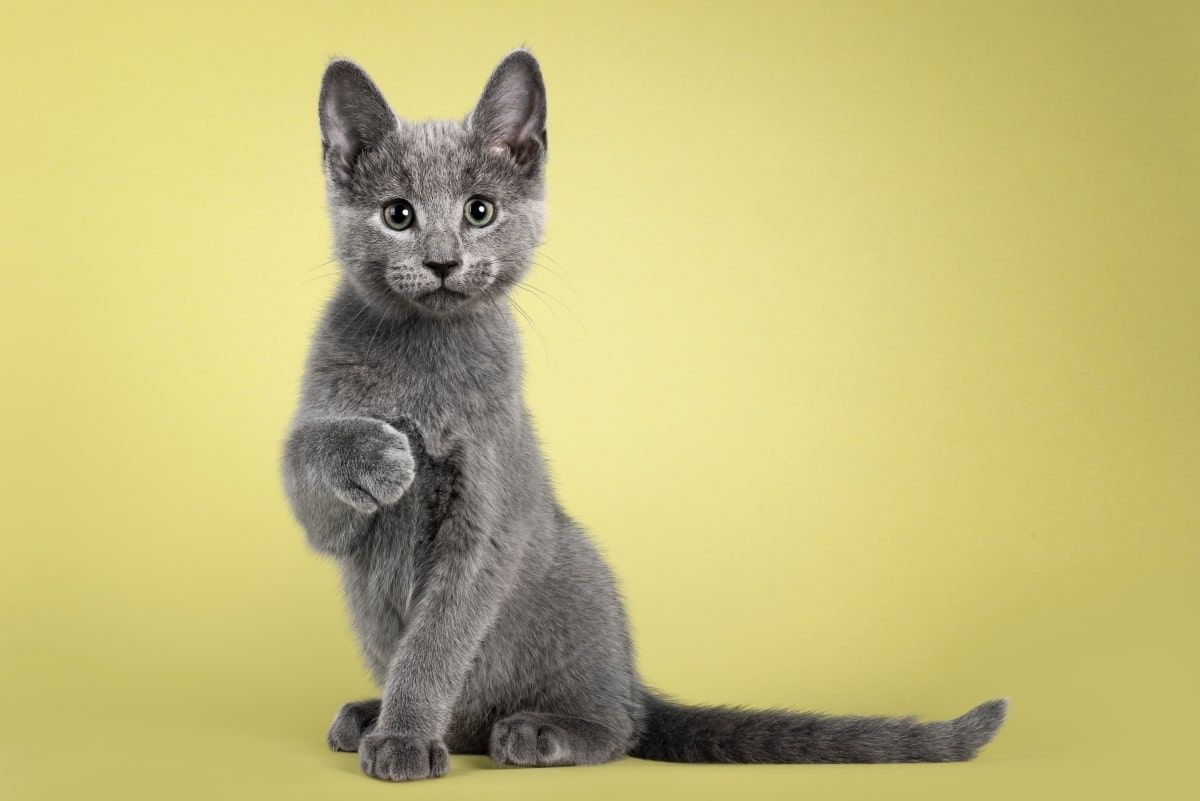 co koty lubia bardziej niz jedzenie