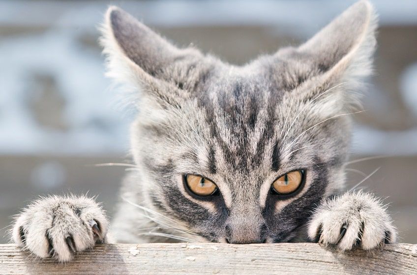 co odstraszy kota-min.jpg