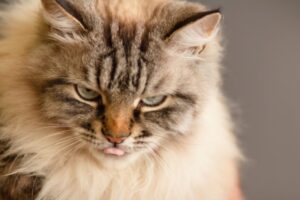 rzeczy wkurzają kota