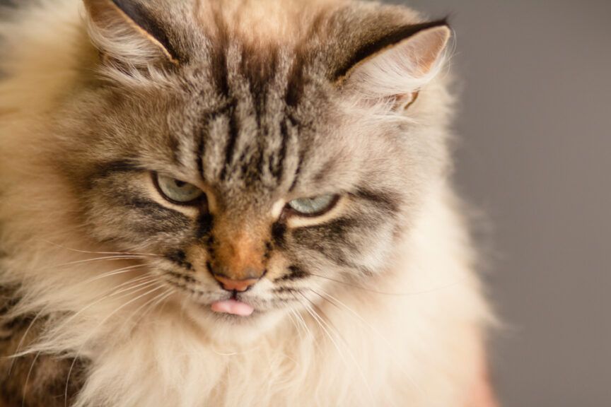 rzeczy wkurzają kota