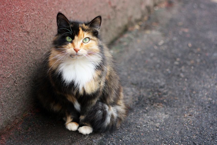 trójkolorowy kot