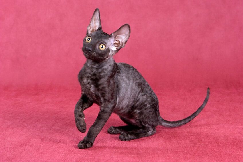 cornish rex