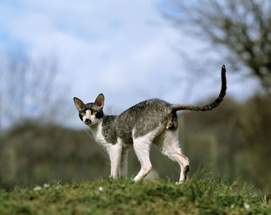 cornish rex ogon
