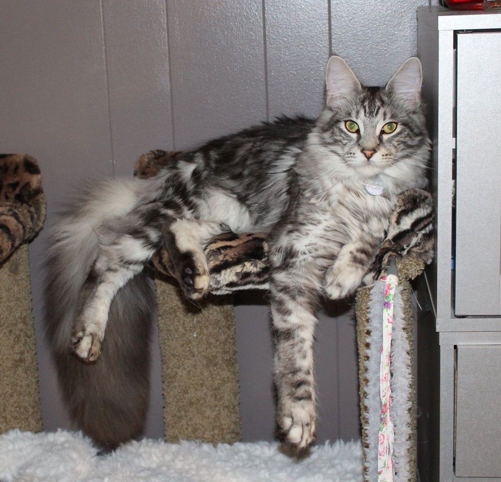 cygnus maine coon z najdłuższym ogonem