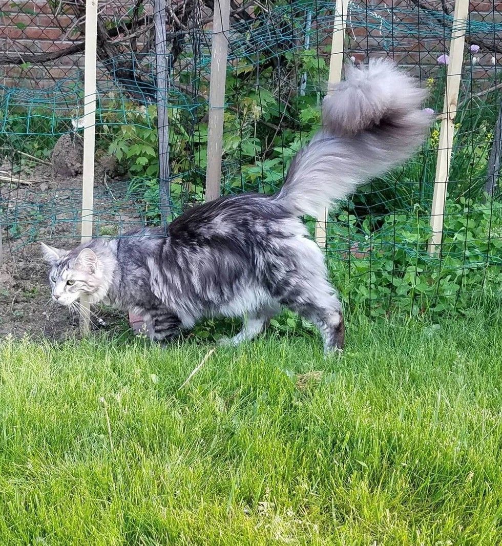Cygnus maine coon rekordzista