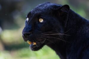 czarna pantera w Szkocji