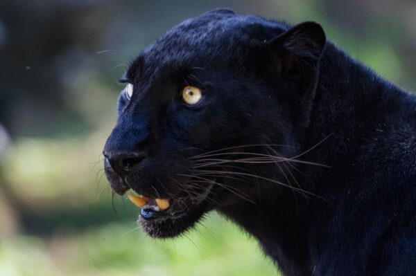 czarna pantera w Szkocji