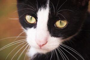 czarno-biały kot