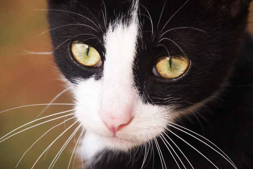 czarno-biały kot