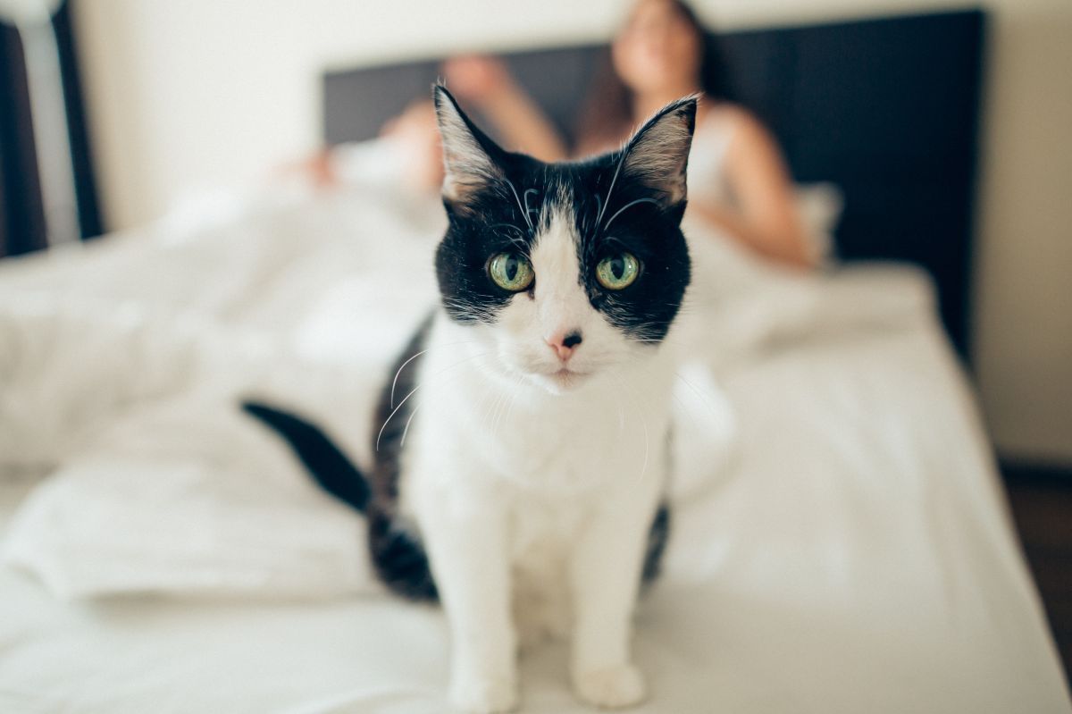 kot uratował życie właścicielce