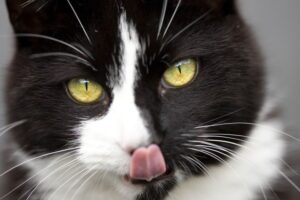 czy kot zje człowieka