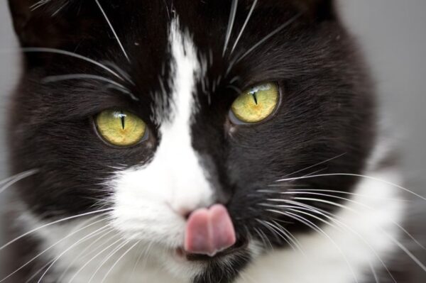 czy kot zje człowieka