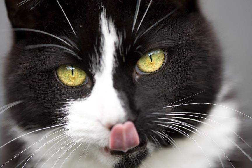 czy kot zje człowieka