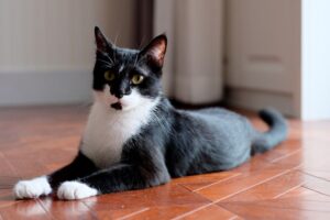 Kocie łapy - czemu często mają białe skarpetki?