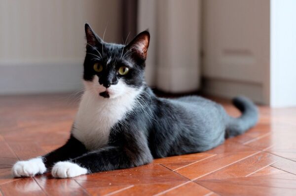 Kocie łapy - czemu często mają białe skarpetki?