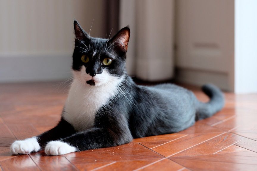 Kocie łapy - czemu często mają białe skarpetki?