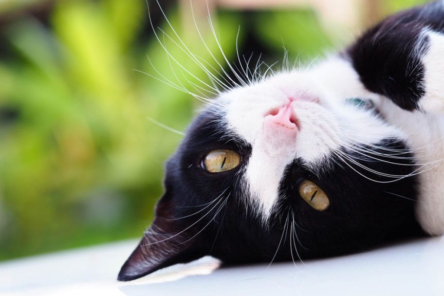 kot ma pionowe źrenice