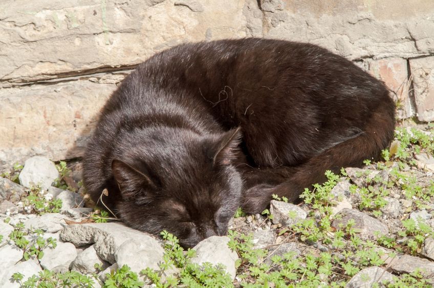 obroża poparzyła kota