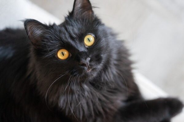 czy koty potrafią przewidywać przyszłość