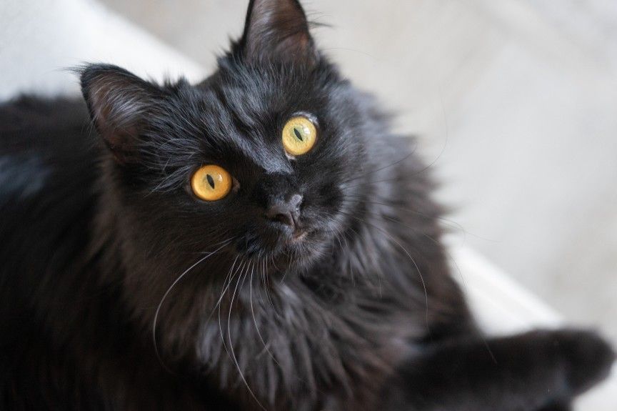 czy koty potrafią przewidywać przyszłość