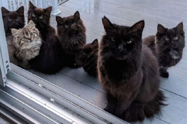 Kotka poprosiła o pomoc dla siebie i swojej rodziny! - Koty.pl