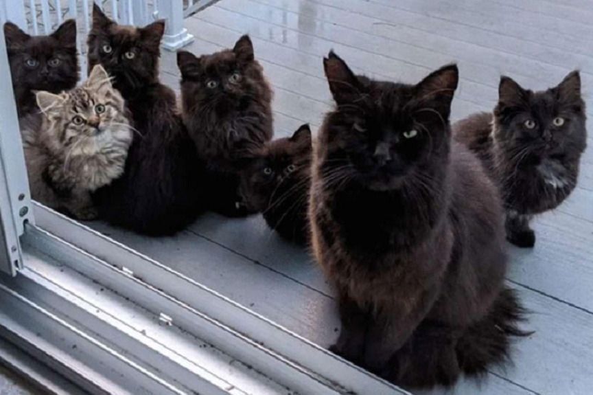 Kotka poprosiła o pomoc dla siebie i swojej rodziny! - Koty.pl