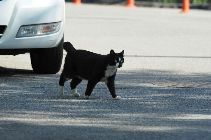 kot wpadł pod koła