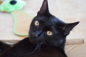 kot wyczuwa hipoglikemię