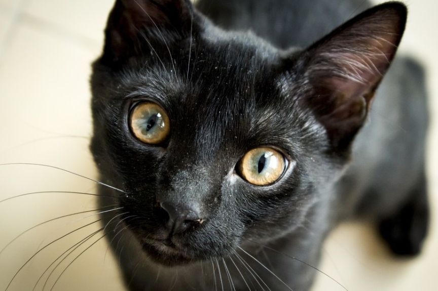 co myśli o tobie kot