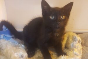 malutki kotek w szczelnie zawiązanej reklamówce