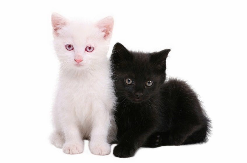 czerwone oczy u kota-min.jpg