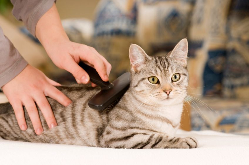 matowa sierść u kota