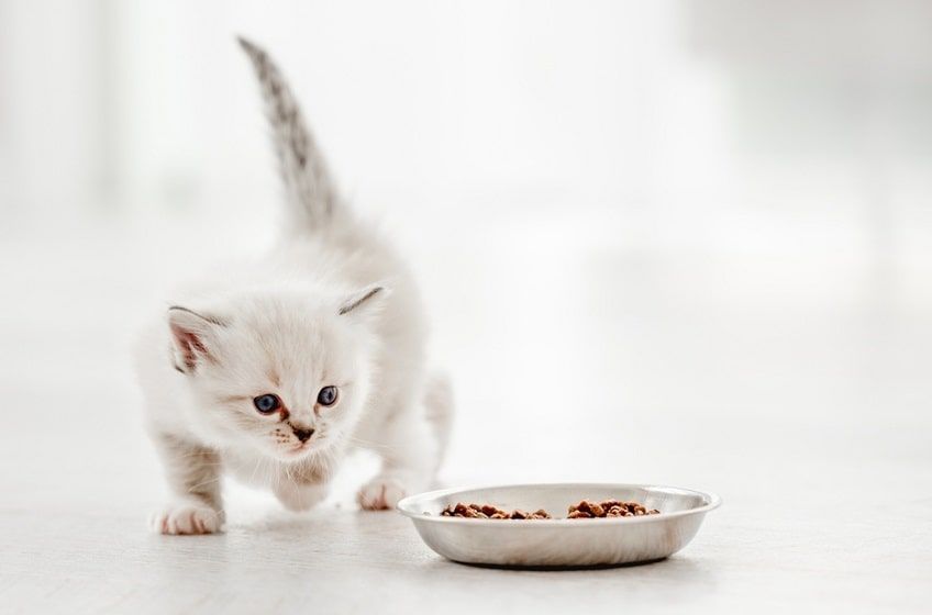 czkawka u kociaka-min.jpg