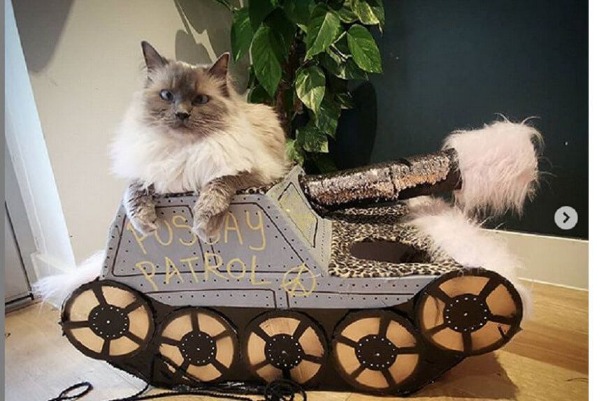 Kartonowe czołgi dla kotów to nowy trend podczas kwarantanny.