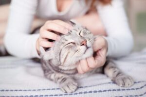 czy głaskanie stresuje koty