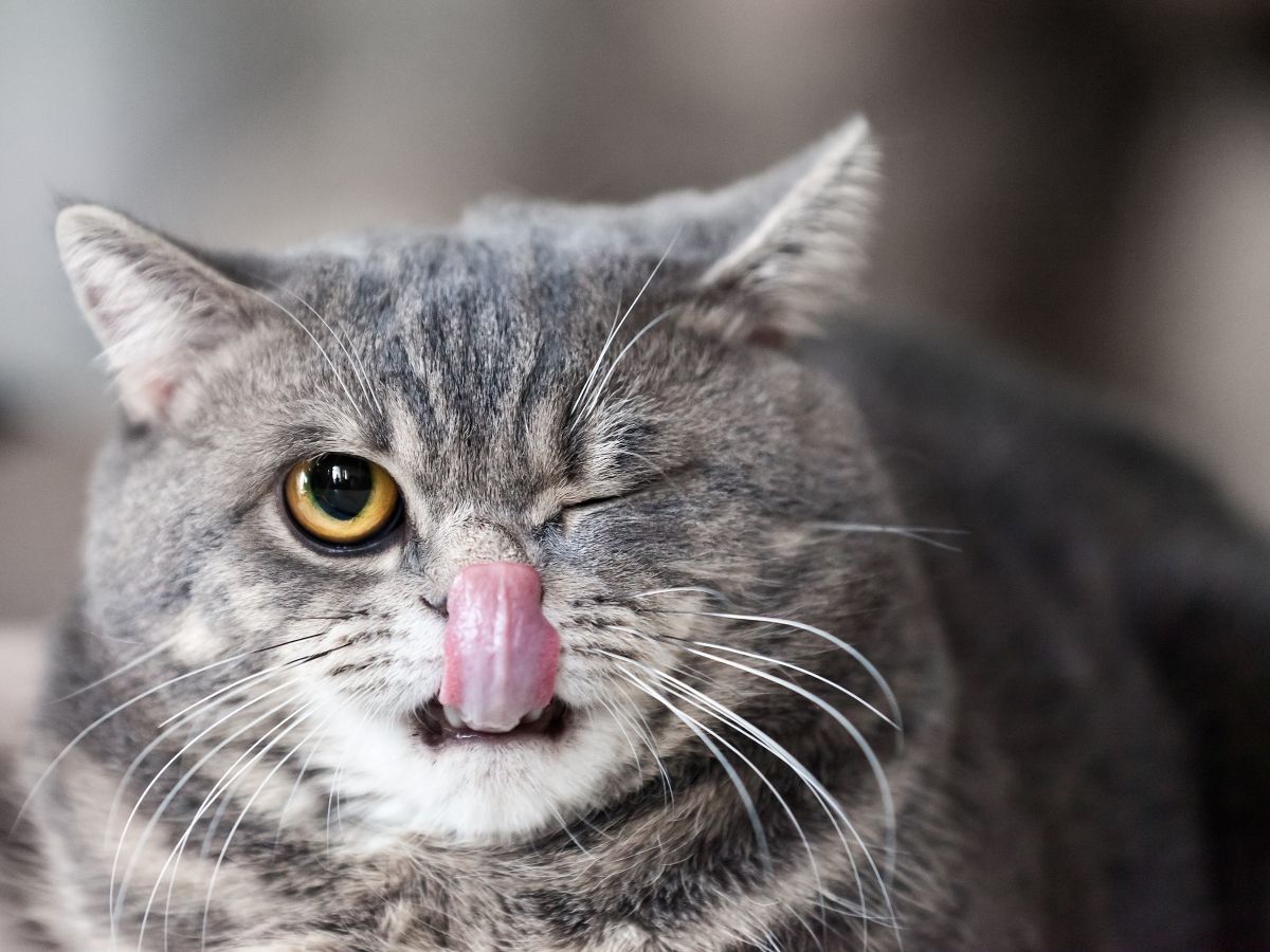 czy jesteś pantoflem swojego kota