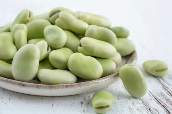 czy kot może jeść bób