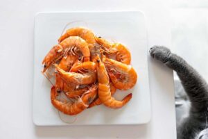 czy kot może jeść krewetki