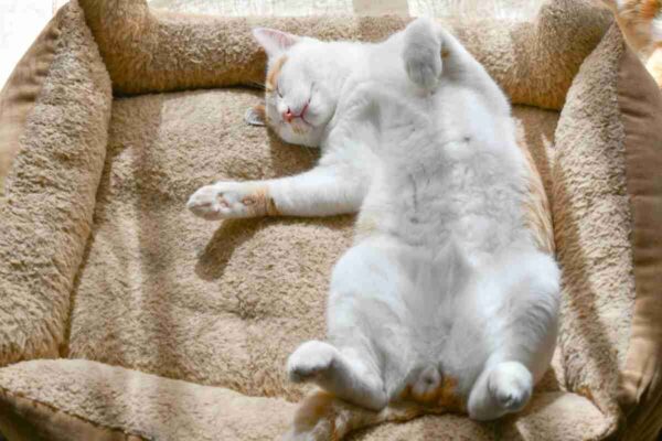 czy koty mają pępek