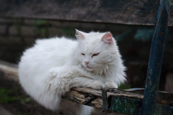 czy koty przeczuwający swoją śmierć